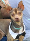 adoptable Dog in  named Toby