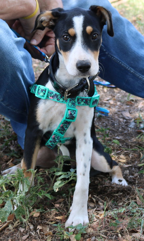 picture of the dog needing adoption