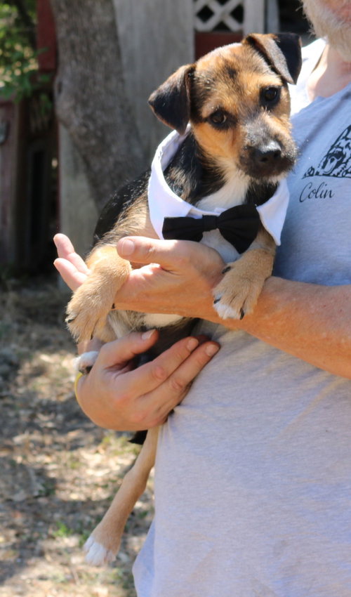 picture of the dog needing adoption