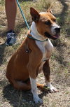 Honey - Photo 4