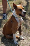 Honey - Photo 4