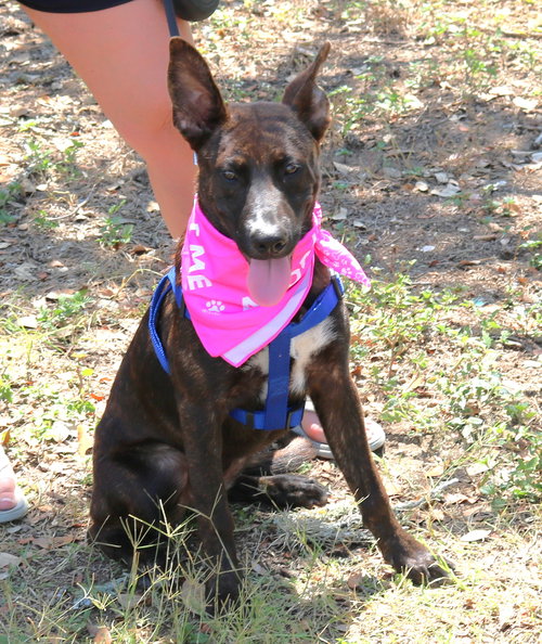 KOA - Dutch Shepherd / Border Collie available for adoption
