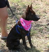 Koa - Photo 2