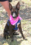 Koa - Photo 3