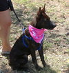 Koa - Photo 2