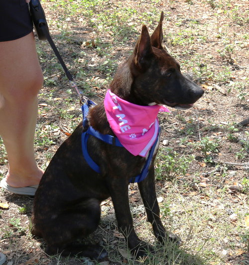 KOA - Dutch Shepherd / Border Collie available for adoption