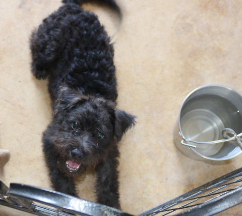 picture of the dog needing adoption