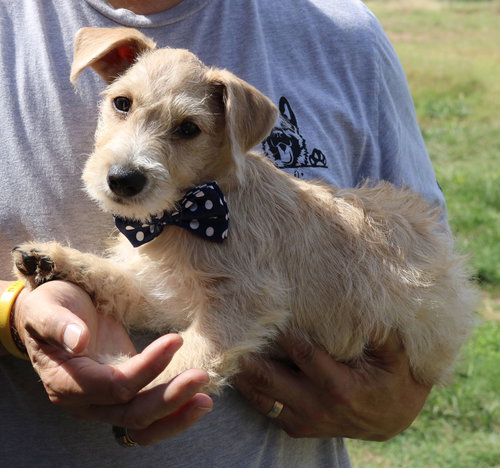 picture of the dog needing adoption