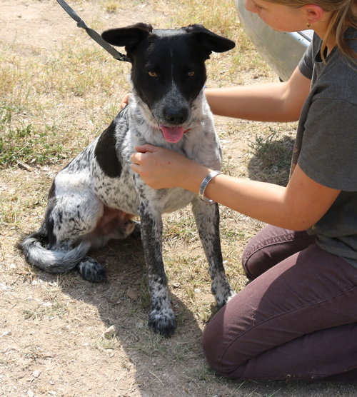 OAKS - German Shorthaired Pointer / German Shepherd Dog available for adoption