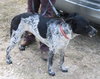Oaks - Photo 4