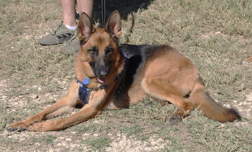 picture of the dog needing adoption