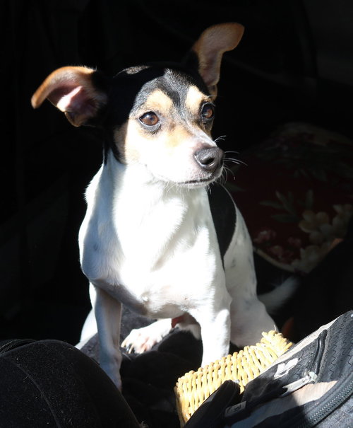 picture of the dog needing adoption
