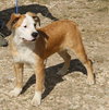 Barron - Photo 3