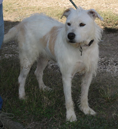JAZZ - Irish Terrier / Airedale Terrier available for adoption