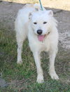 Jazz - Photo 1