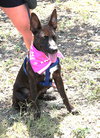 Koa - Photo 2