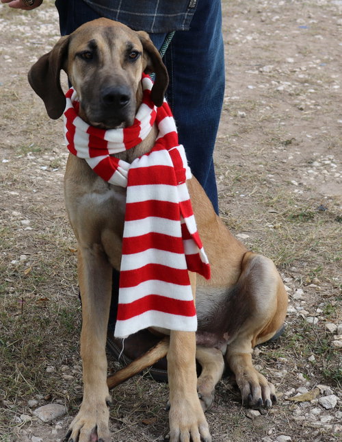 picture of the dog needing adoption