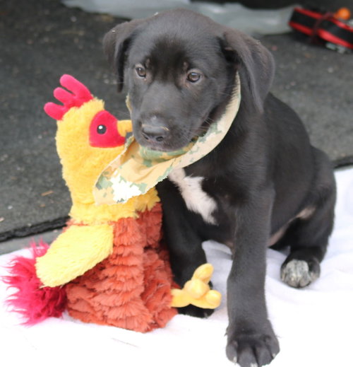 picture of the dog needing adoption