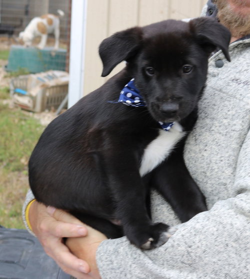 picture of the dog needing adoption