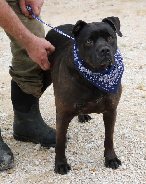 picture of the dog needing adoption