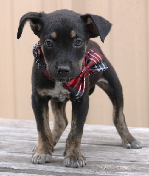 Corporal, an adoptable Chihuahua in Bandera, TX