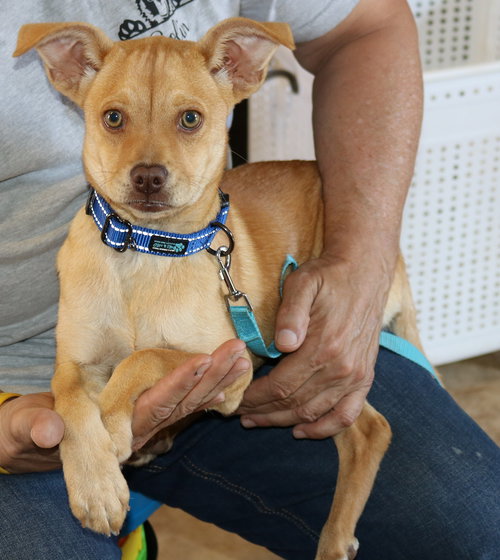 Maddie, an adoptable Pug in Bandera, TX