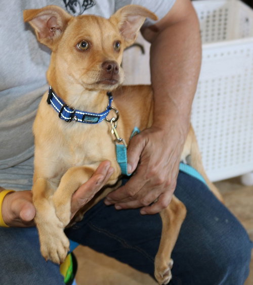 Maddie, an adoptable Pug in Bandera, TX