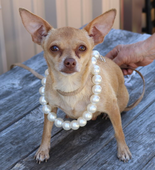 Button, an adoptable Chihuahua in Bandera, TX
