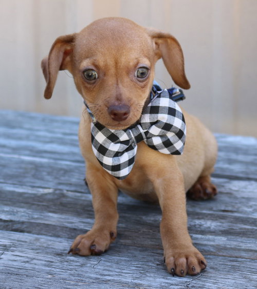 Atom, an adoptable Dachshund in Bandera, TX