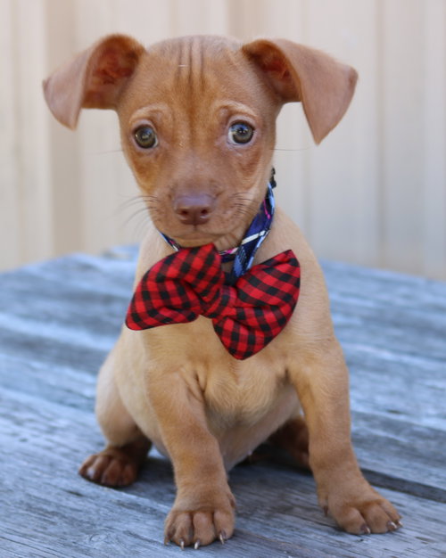 Proton, an adoptable Dachshund in Bandera, TX