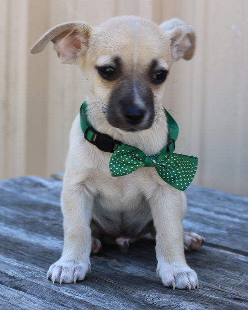 Flicker, an adoptable Chihuahua in Bandera, TX