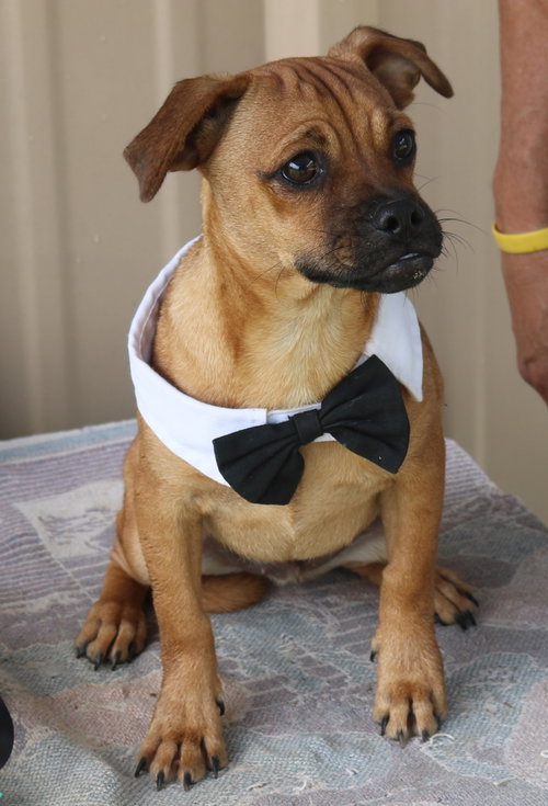 Johnny, an adoptable Pug in Bandera, TX