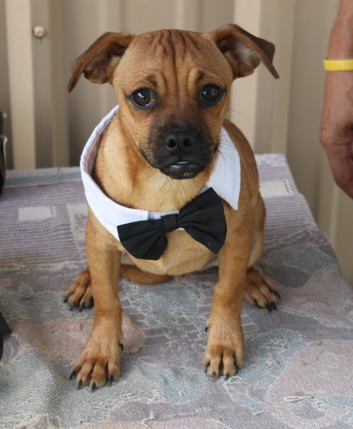Johnny, an adoptable Pug in Bandera, TX