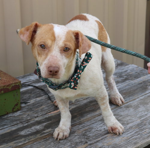 Arty, an adoptable Dachshund in Bandera, TX