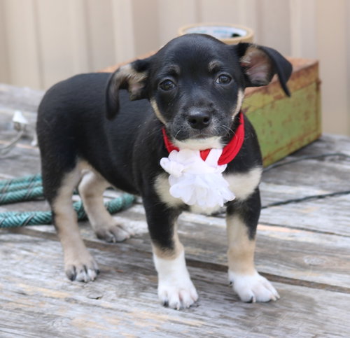 Pixie, an adoptable Dachshund in Bandera, TX