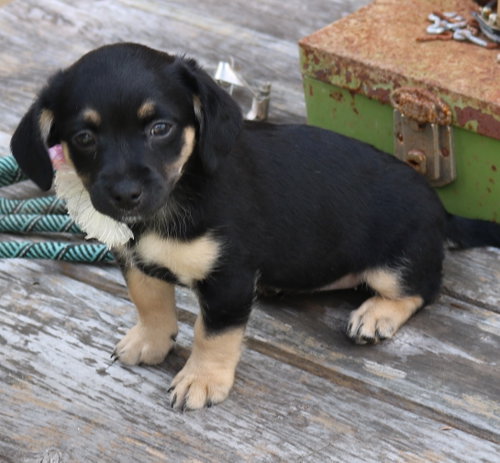 Paco, an adoptable Dachshund in Bandera, TX