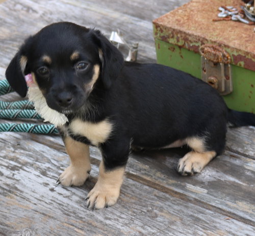 Paco, an adoptable Dachshund in Bandera, TX