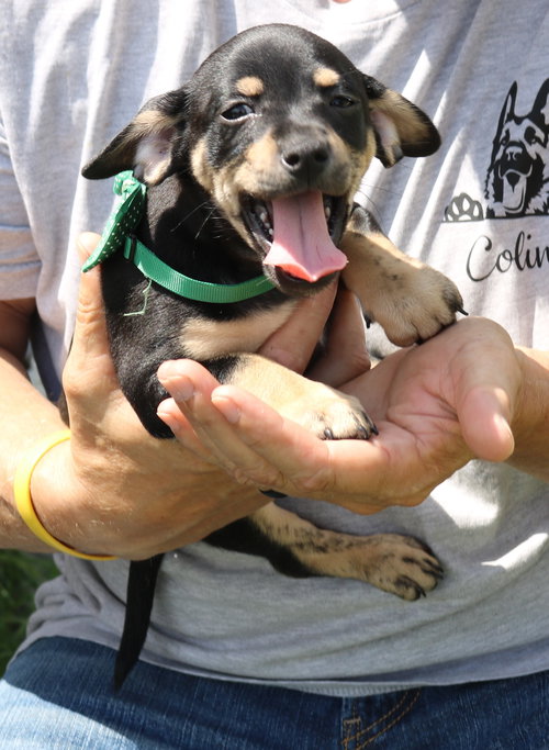 Bambam, an adoptable Dachshund in Bandera, TX