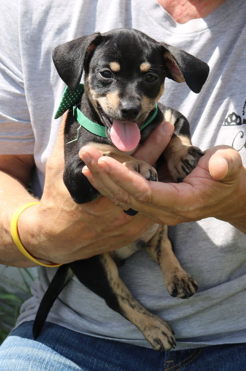 Bambam, an adoptable Dachshund in Bandera, TX