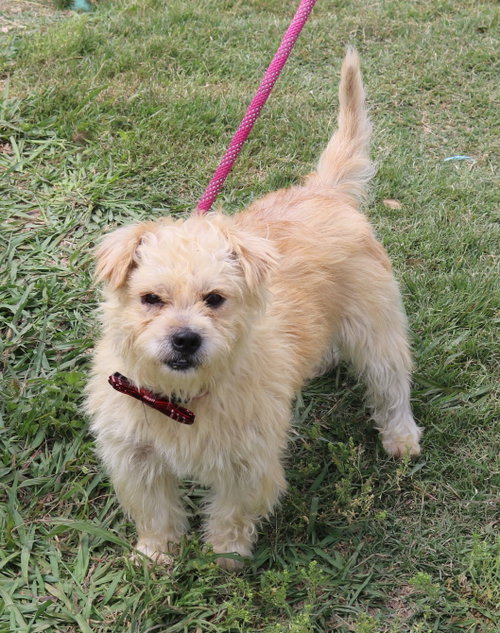 Leader, an adoptable Cairn Terrier in Bandera, TX
