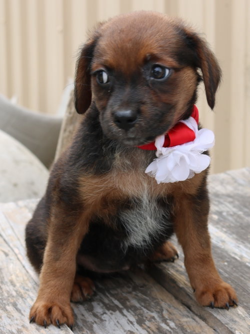 Annabelle photo 3