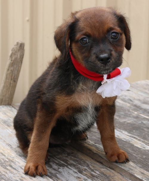 Annabelle photo 2