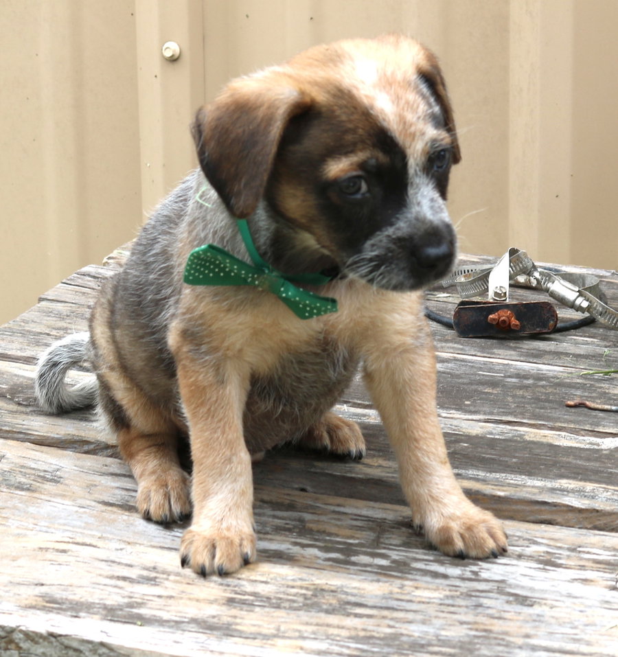 Louie