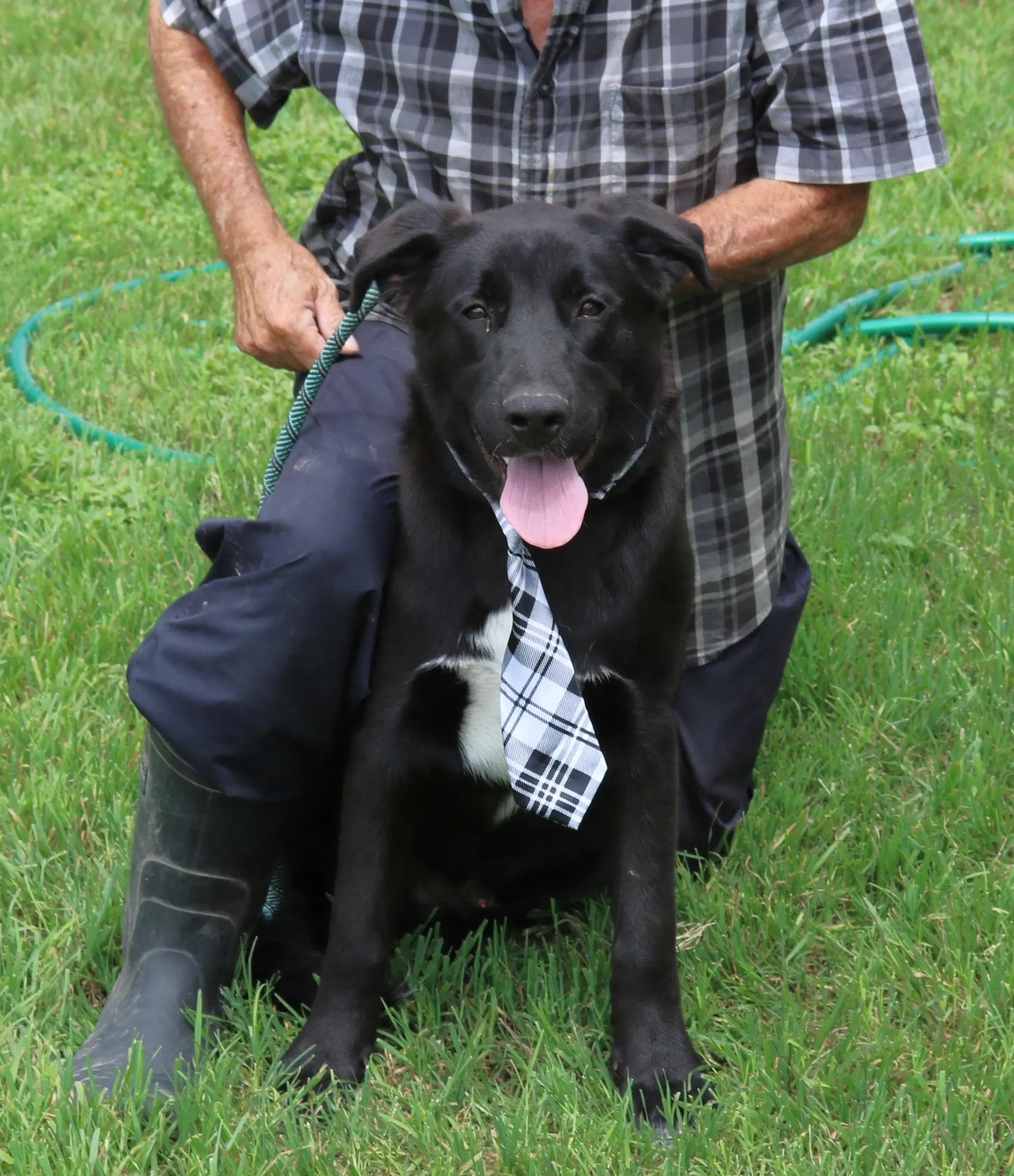 Tug - Labrador Retriever