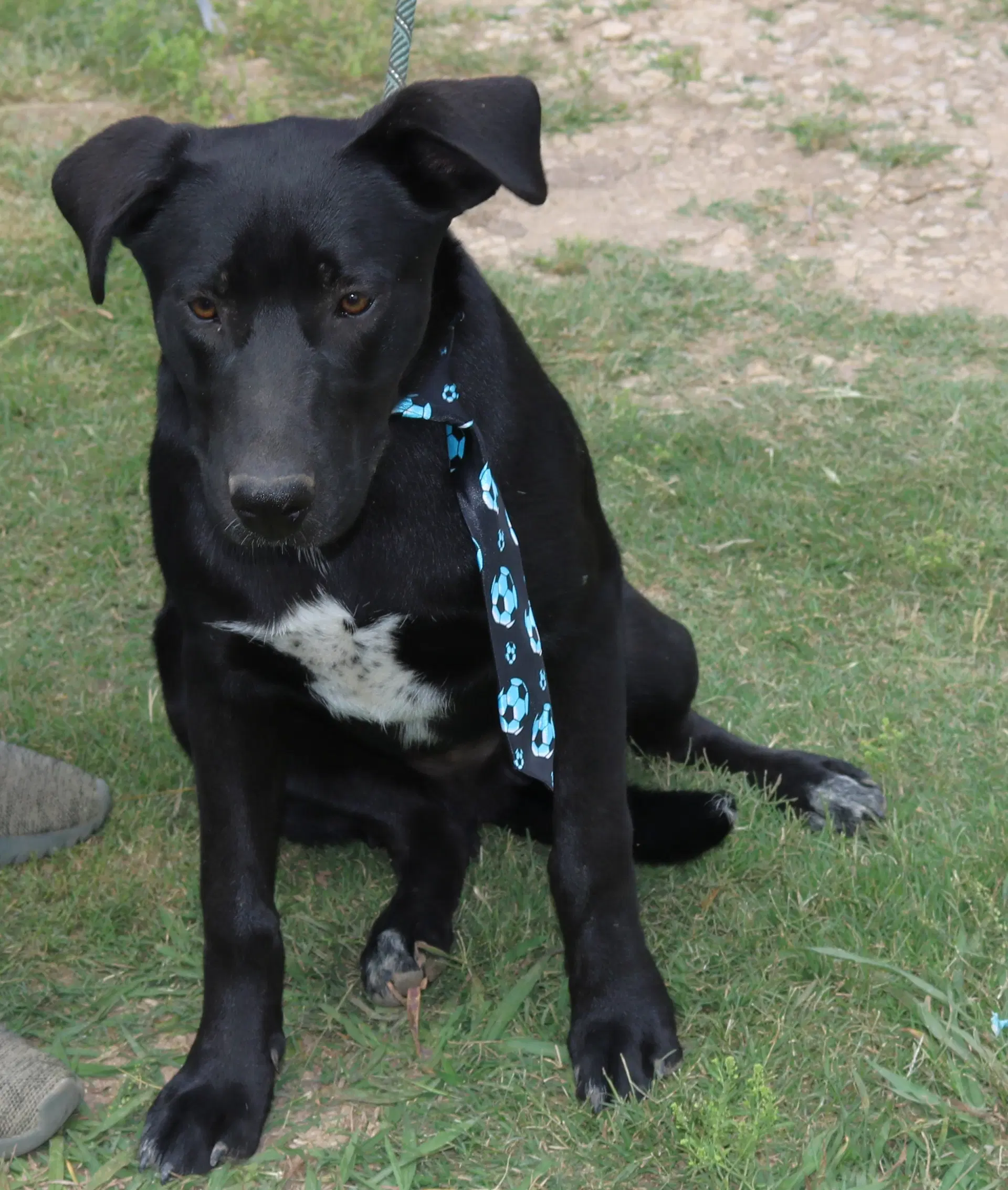 Kota - Labrador Retriever