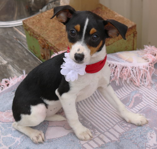Juniorita, an adoptable Rat Terrier in Bandera, TX