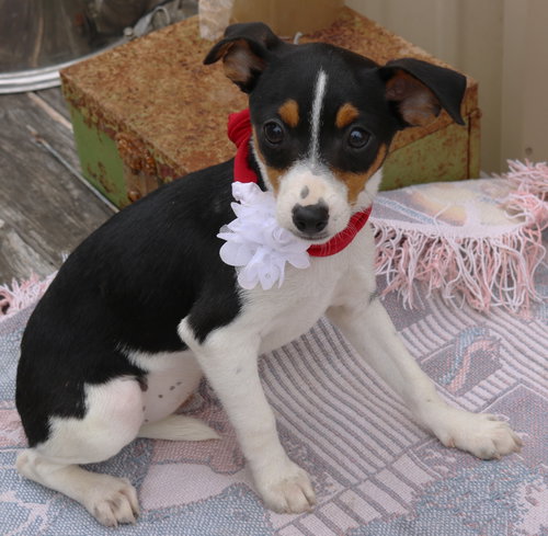 Juniorita, an adoptable Rat Terrier in Bandera, TX