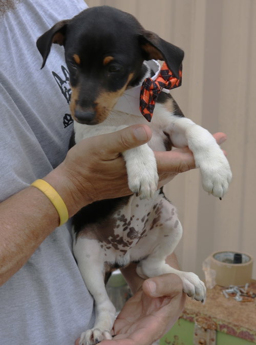 Atticus photo 4