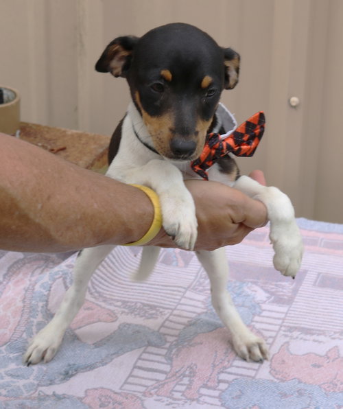 Atticus photo 2