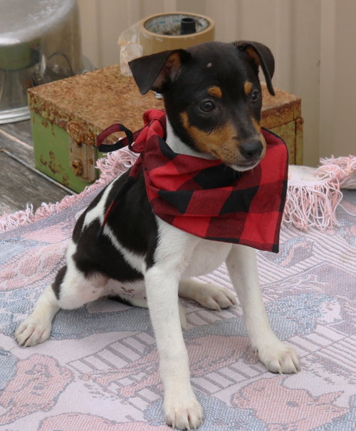 Tucker photo 2